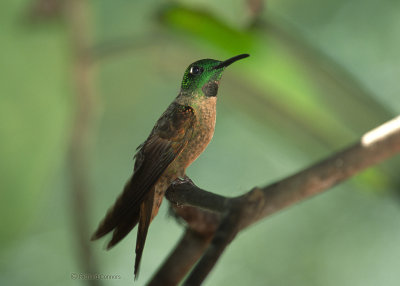 Fawn-breasted Brilliant, m.