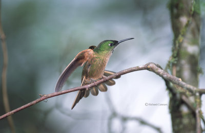 Fawn-breasted Brilliant, f.