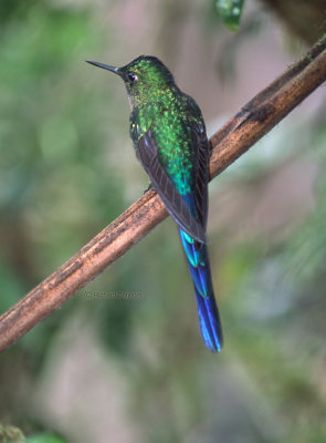 Violet-tailed Sylph, imm. m.