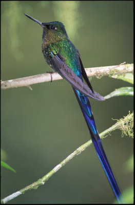 Violet-tailed Sylph, m.