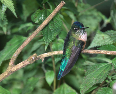 Violet-tailed Sylph f.