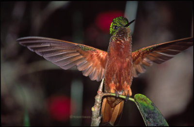 Chestnut-breasted Coronet