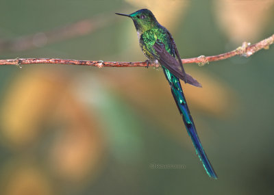 Long-tailed Sylph m.