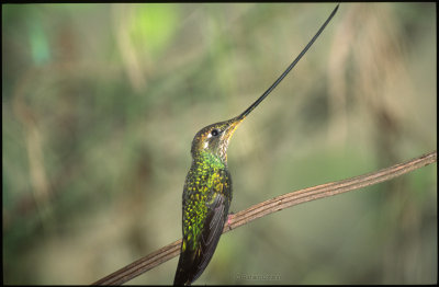 Sword-billed Hummingbird, f.