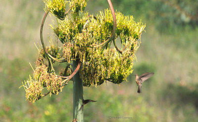 Giant Hummingbird at agave