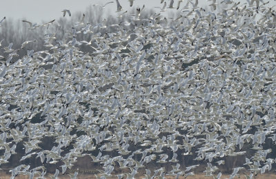 gulls, mostly Ring-billed gulls