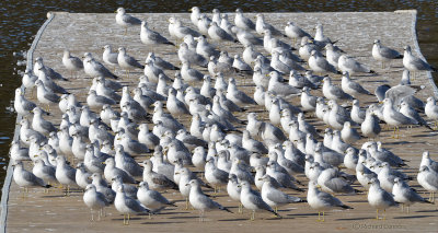 ring-bille gulls, loafing