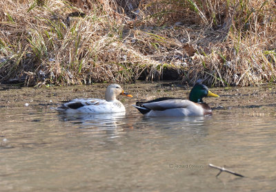 leucistic mallard, f.