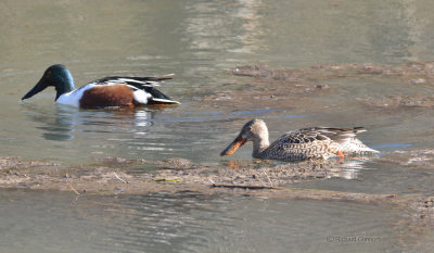 shovelers