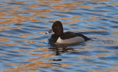 ring-necked duck, m.