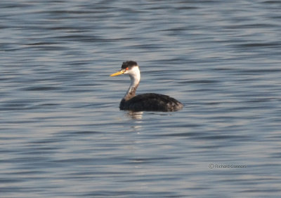 Western Grebe