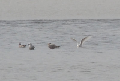 Iceland Gull?