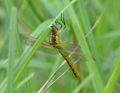 Yellow-sided Skimmer, f.
