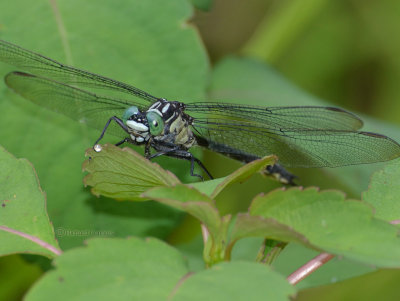 Sable Clubtail, Stenogomphurus rogersi, m.