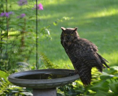 owl bird bath 024 copy