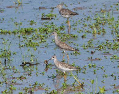 Lesser Yellowlegs