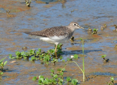 Solitary Sandpiper