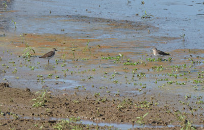 Solitary and Spotted Sandpipers