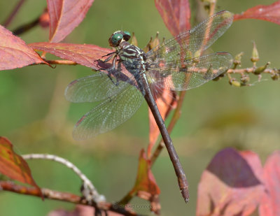 Russet-tipped Clubtail, female