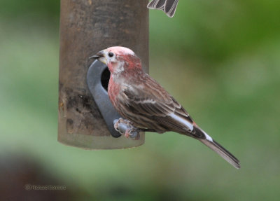 finch white head 006 copyC.jpg