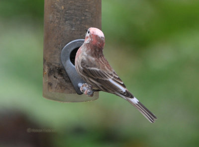 finch white head 027 copyC.jpg