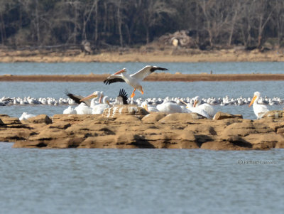 Amer. White Pelicans