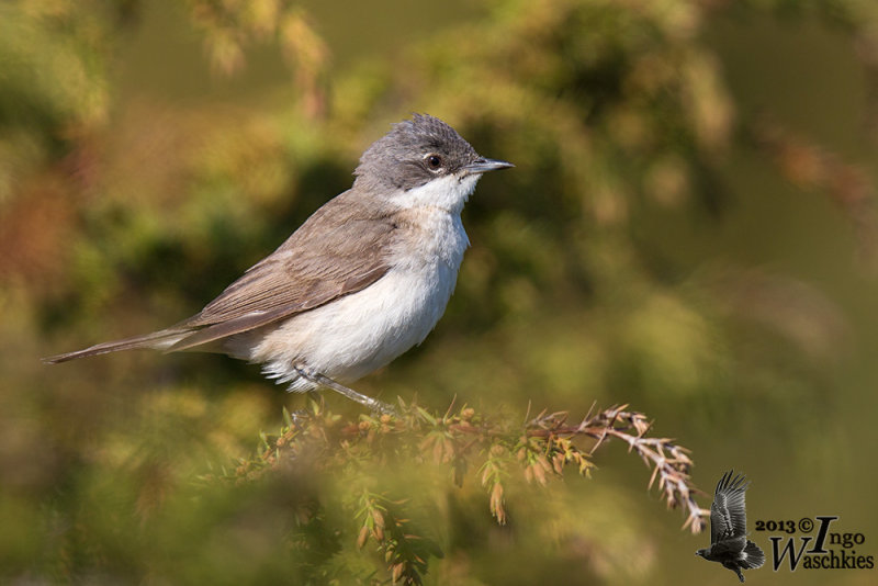 Adult Lesser Whitethroat (ssp. curruca )