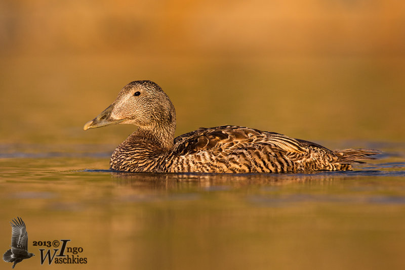 Adult female Common Eider (ssp. mollissima )