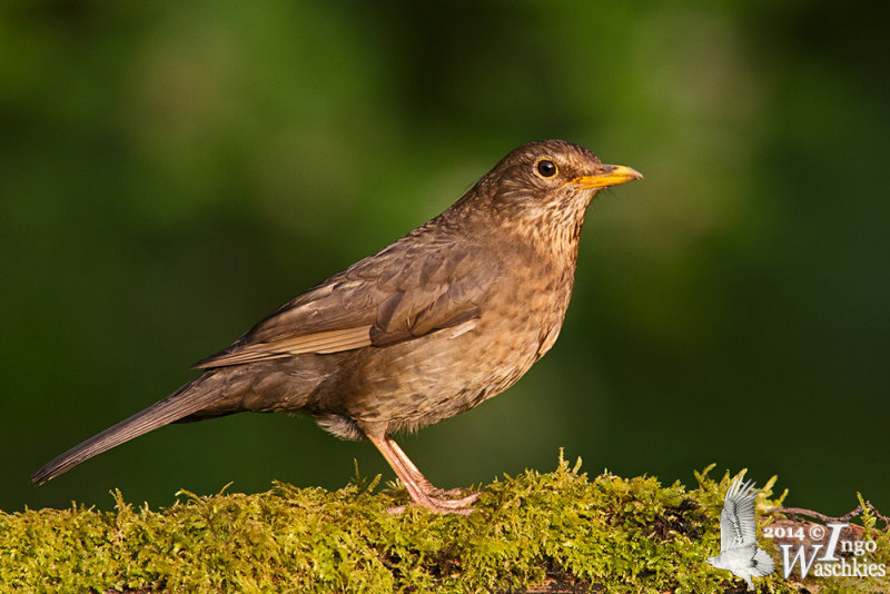 Adult female Common Blackbird