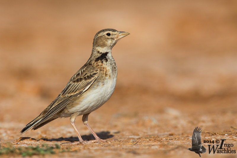 Adult Calandra Lark
