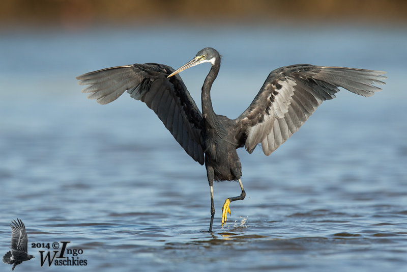 Adult dark morph Western Reef Heron (ssp. <em>gularis</em>)