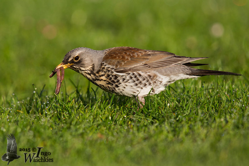 Adult Fieldfare