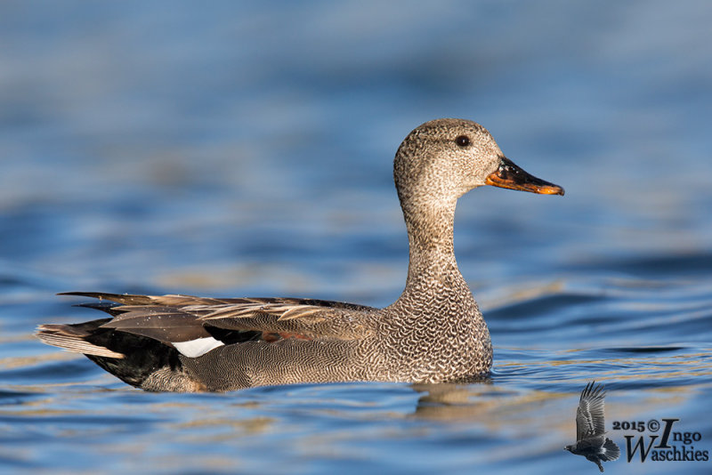 Adult male Gadwall