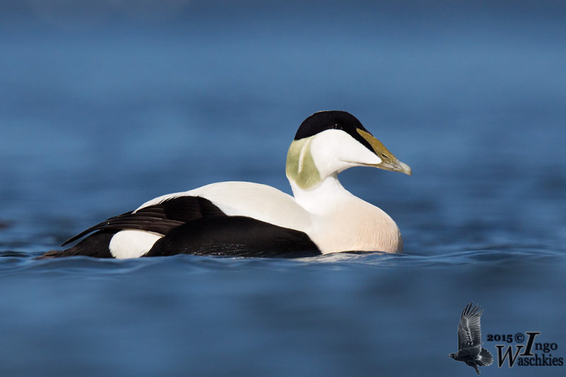 Adult male Common Eider (ssp.  mollissima ) in breeding plumage