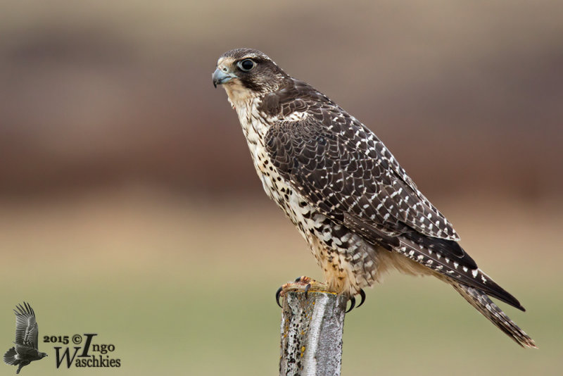 Immature Gyr Falcon