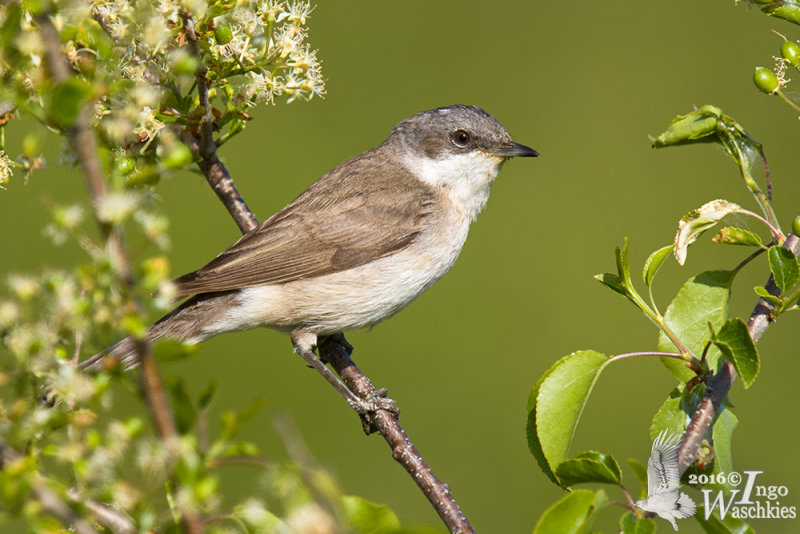 Adult Lesser Whitethroat