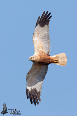 Western Marsh Harrier (Circus aeruginosus)