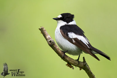 Adult male Collared Flycatcher