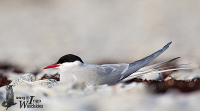 Adult Arctic Tern