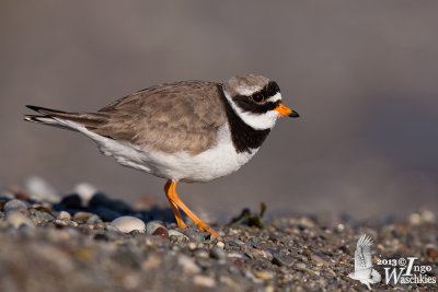 Adult male Common Ringed Plover (ssp.  hiaticula )