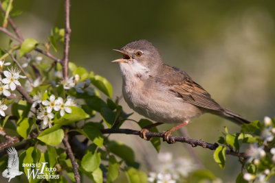 Adult male Common Whitethroat