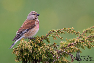 Adult male Common Linnet