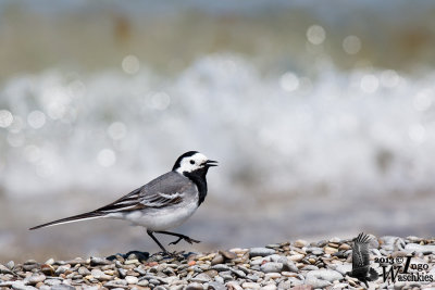Adult male White Wagtail