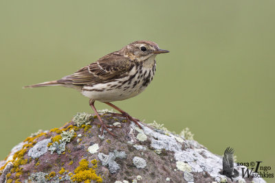 Adult Meadow Pipit