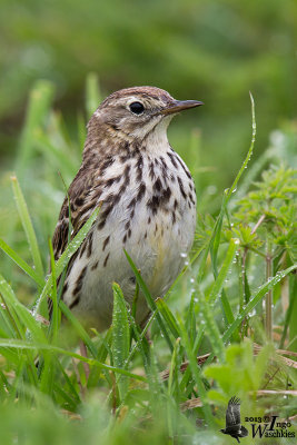 meadowpipit001.jpg