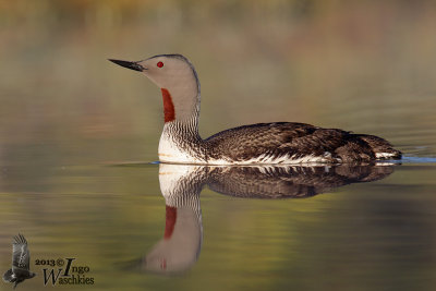 Adult Red-throated Loon in breeding plumage