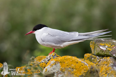Adult Arctic Tern