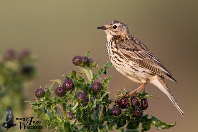 Adult Meadow Pipit