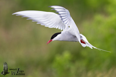 Adult Arctic Tern