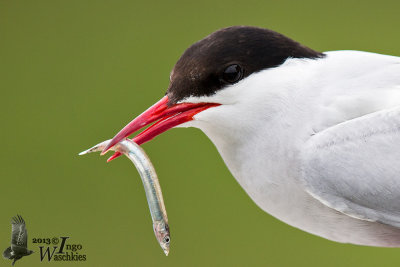 Adult Arctic Tern